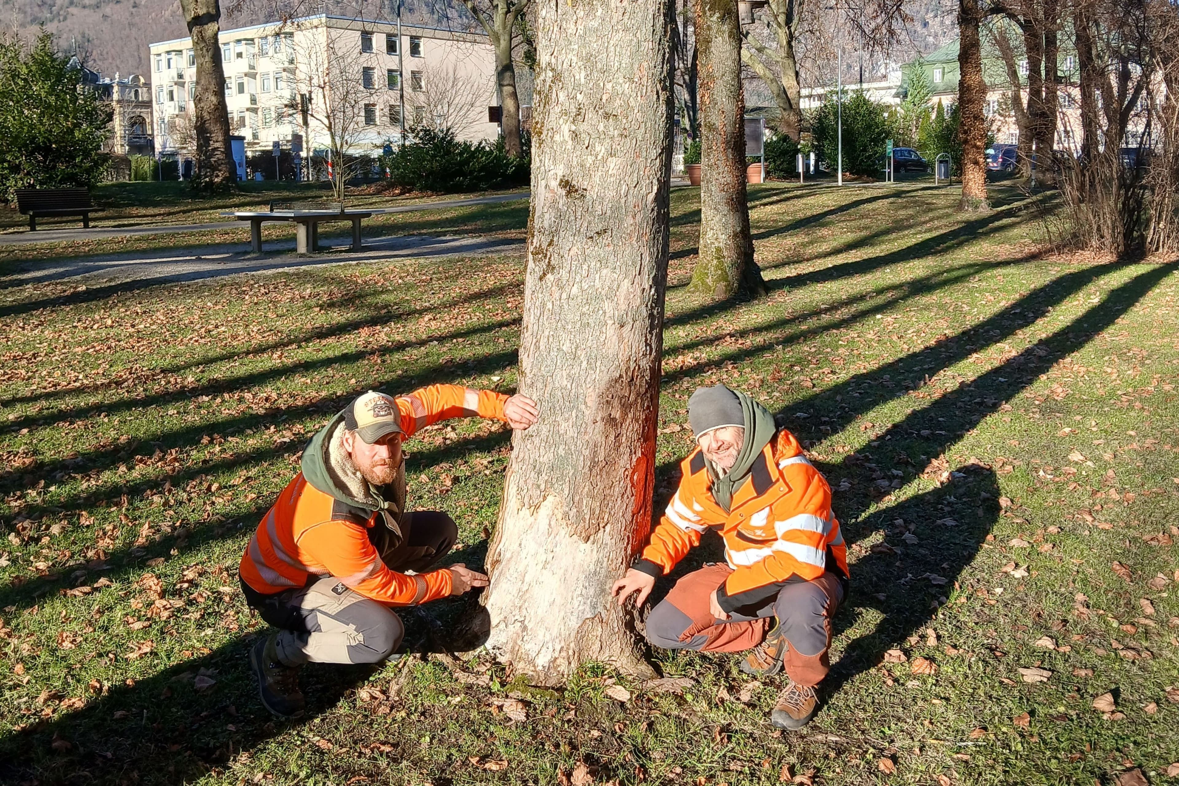 Baumarbeiten 2026 in Bad Reichenhall geplant