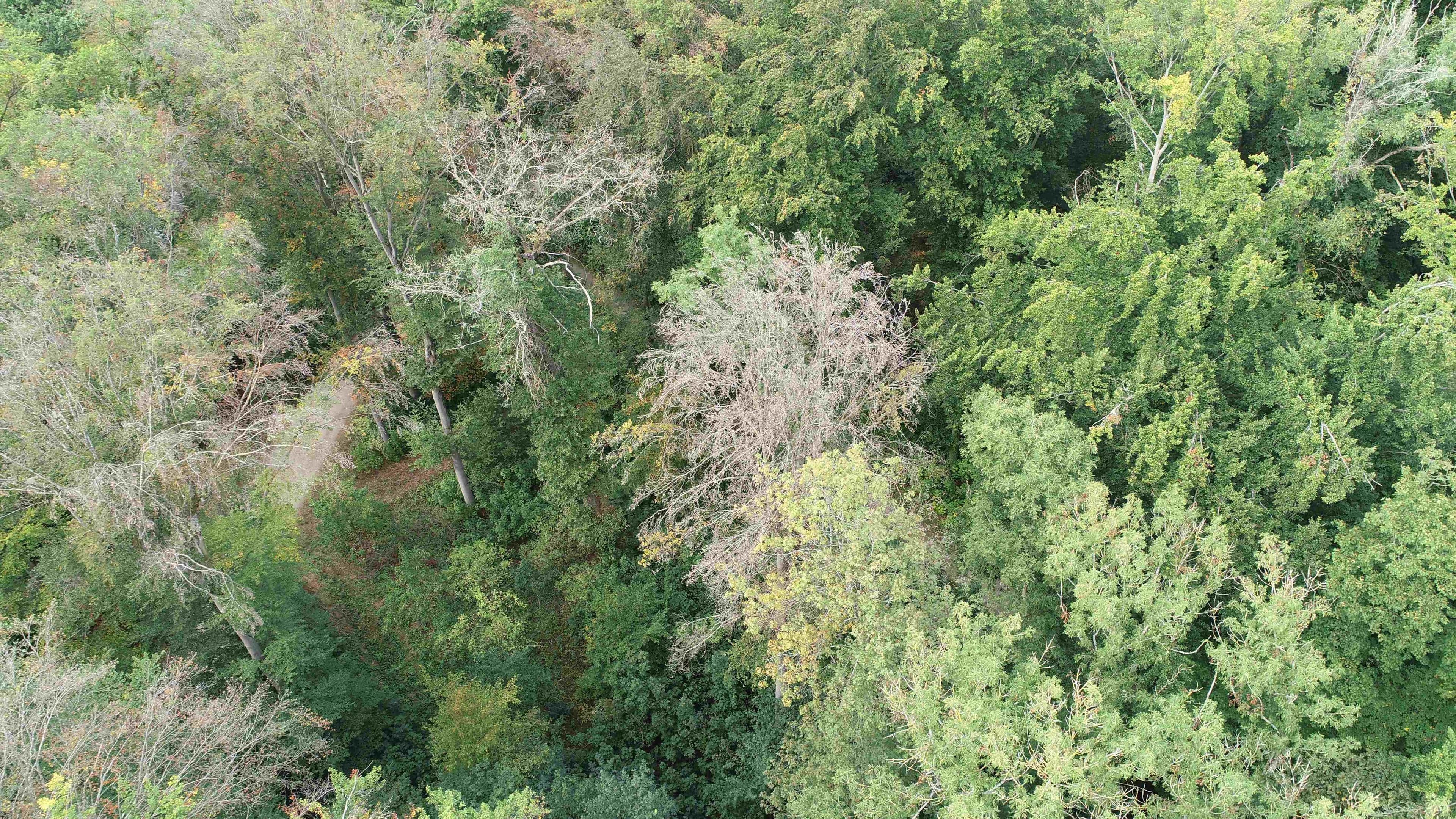 Drohnen überwachen Bambergs Bäume