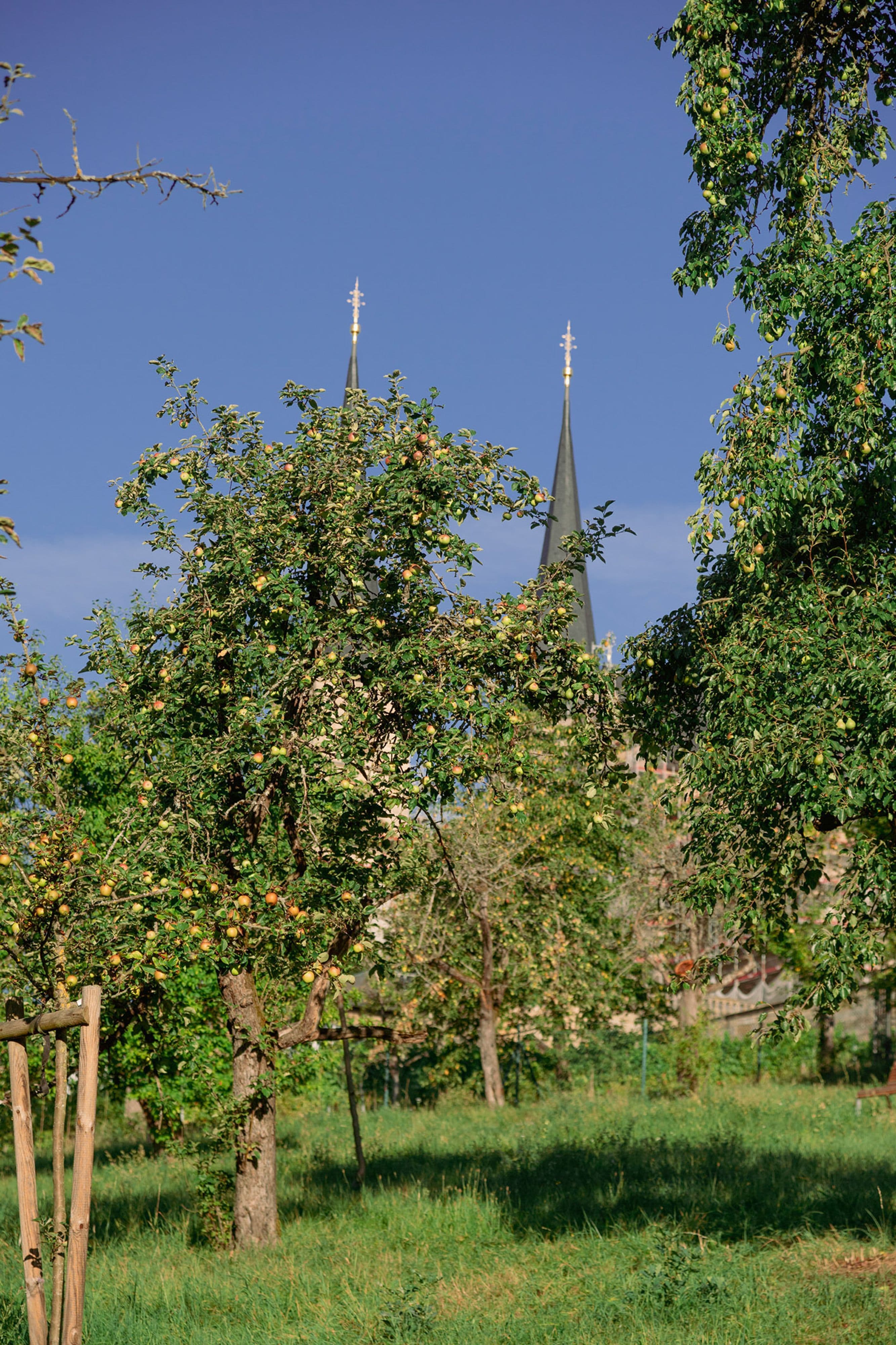 Erntezeit in Michaelsberger Gärten: Heimische Früchte reif