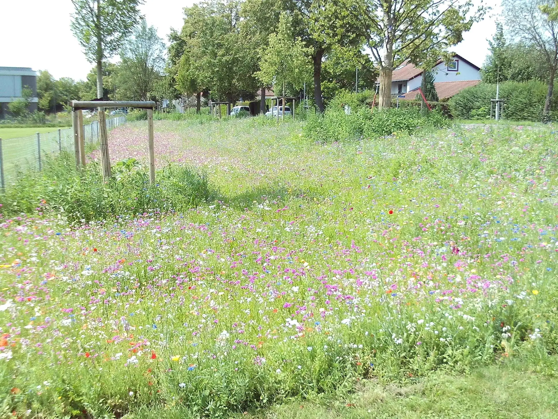 Blühwiese wächst: Mehr Natur zwischen Schule und Kinderhaus