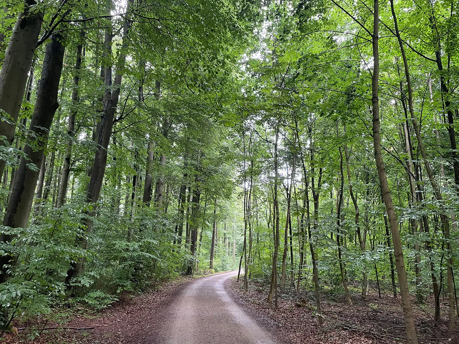Kellerwald Forchheim